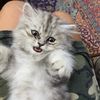 lucycat1234kevin