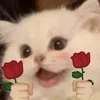ngaje95