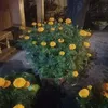 tnghunh68