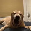 ozzscoots