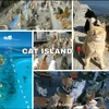 catlover7262