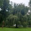 velimir_1234