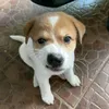 bolampow