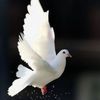 alrashoud454