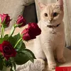 adab_963