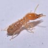termite5307