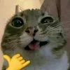 kkshamiiii
