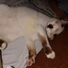 dysebastien4