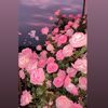 ayuwdr2704