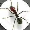 ko.ant575