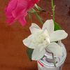 zinmar.myint26