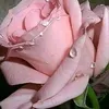 user3259919682211
