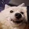 smulajka_pecan