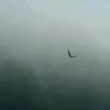 Tư Ngôn