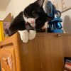love.my.kitty2
