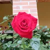 alessandroborgia11
