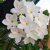 ayesha.siddika7