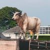 tomoiskandar5