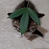 sillycat_43
