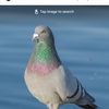mrpigeonman19