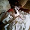 louloute16113