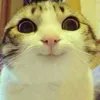 domi_pingu