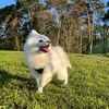 teddyspitz2022