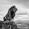 rayanlamd212