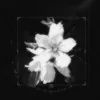 roqaa_7