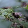 turtlexvex