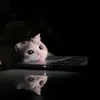 kxn_cutee
