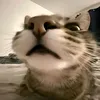 popa_337
