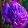 lilimimi539