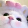 pinkeucsttlehs
