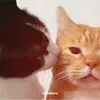 ralhp.andrei.l..p