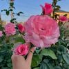 user4711976703740