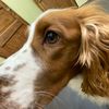 doggo_morton