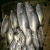 bimaes87