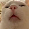 pemeubu