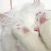 ytexby