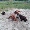 Dog’s mama
