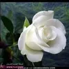 user6813033174245