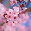 sumaya__n