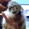 gostoj1cccc