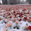 anwamahdi
