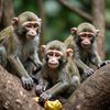 777_monkey7
