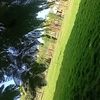 samba.dione46