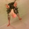 ollrat
