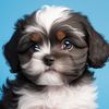 pets_and_toys