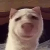 bacsychu